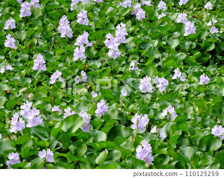 water hyacinth flower in natural water in river water hyacinth flower in natural water in river 110125259