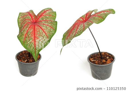 Caladiums bicolor plant isolated on white background 110125350