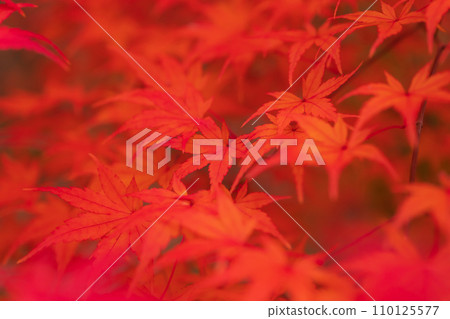 Autumn leaves/autumn image 110125577