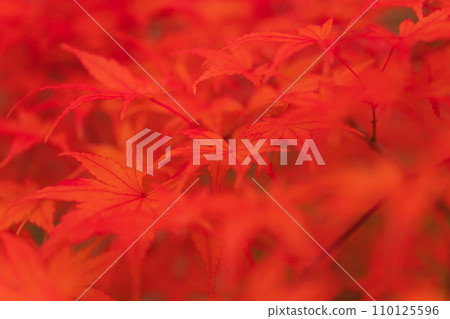 秋天的落葉/秋天的圖像 秋天的落葉/秋天的圖像 110125596