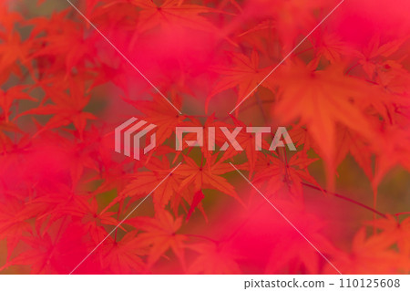 秋天的落葉/秋天的圖像 110125608