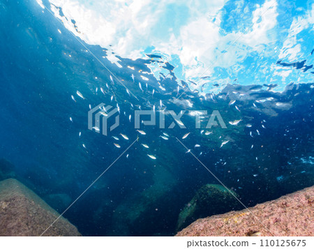 A large school of beautiful young Sasamuro (Family: Scorpionidae) on Togai Beach. By ferry from Nakagi, Minamiizu Town, Kamo District, Izu Peninsula, Shizuoka Prefecture A large school of beautiful young Sasamuro (Family: Scorpionidae) on Togai Beach. By ferry from Nakagi, Minamiizu Town, Kamo District, Izu Peninsula, Shizuoka Prefecture 110125675