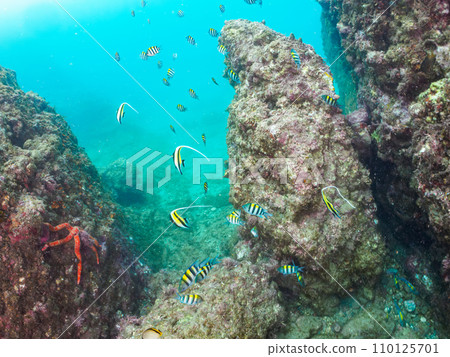 栃濱美麗的摩爾魚（Acerinidae）、Porgyina（Asterinae）、Arunidae（Acanthidae）和蝴蝶 110125701