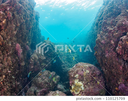 Togaihama's beautiful Moorfish (Acerinidae), Porgyina (Asterinae), Arunidae (Acanthidae), and Butterflies Togaihama's beautiful Moorfish (Acerinidae), Porgyina (Asterinae), Arunidae (Acanthidae), and Butterflies 110125709