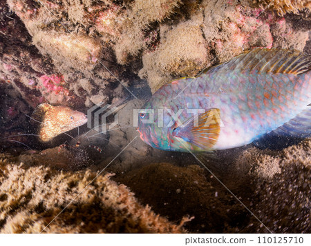 Beautiful parrotfish (Parrotidae), moray eels, and more at Hirizo Beach. Crossing by ferry from Nakagi, Minamiizu Town, Kamo District, Izu Peninsula, Shizuoka Prefecture 110125710