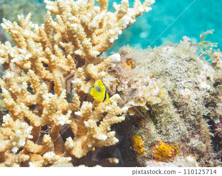 A cute juvenile Sumitsukitonosamadai (family Butterflyfish) that lives in the table coral of Hirizo Beach. 110125714