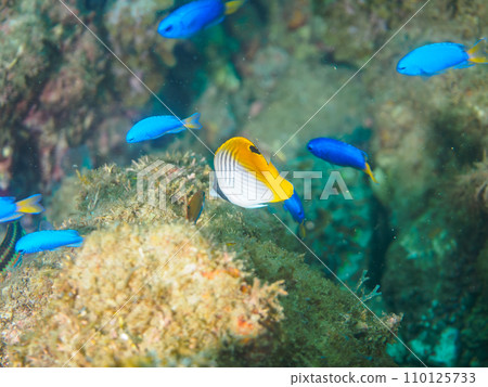 Hirizo 海灘上一群可愛的小帶刺蝴蝶魚（蝴蝶魚家族）和雀鯛。靜岡縣 義大利 110125733