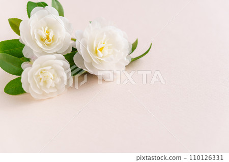 雙白茶梅花背景 雙白茶梅花背景 110126331