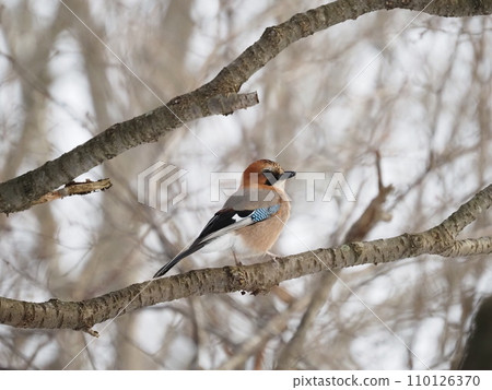 Miyamakakesu 110126370