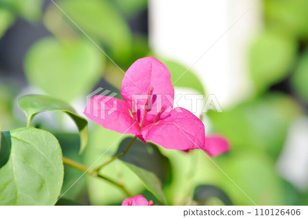 Bougainvillea or paper flower , red paper flower 110126406