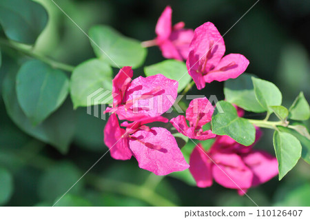 Bougainvillea or paper flower , red paper flower Bougainvillea or paper flower , red paper flower 110126407