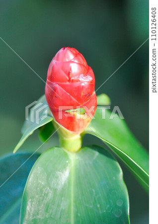 Costus speciosus, Crape ginger or Malay ginger or Spiral flag or Cheilocostus speciosus, Costaceae or Cane reed Costus speciosus, Crape ginger or Malay ginger or Spiral flag or Cheilocostus speciosus, Costaceae or Cane reed 110126408
