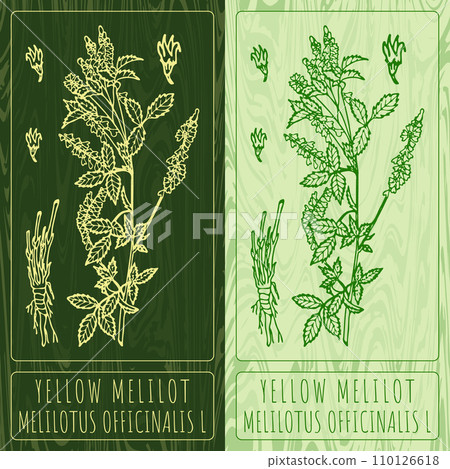 Vector drawings YELLOW MELILOT. Hand drawn illustration. Latin name MELILOTUS OFFICINALIS L. Vector drawings YELLOW MELILOT. Hand drawn illustration. Latin name MELILOTUS OFFICINALIS L. 110126618