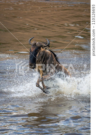 Blue wildebeest gallops through water in spray 110126693