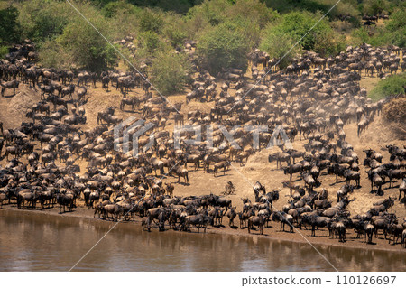 Blue wildebeest gather by river in sunshine Blue wildebeest gather by river in sunshine 110126697