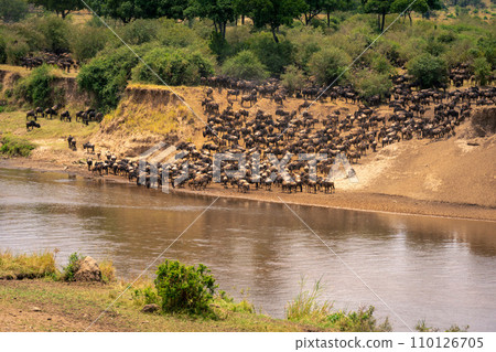 Blue wildebeest gather on riverbank near woods Blue wildebeest gather on riverbank near woods 110126705