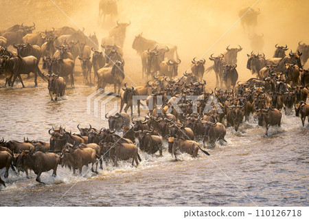 Blue wildebeest herd crossing river in dust 110126718