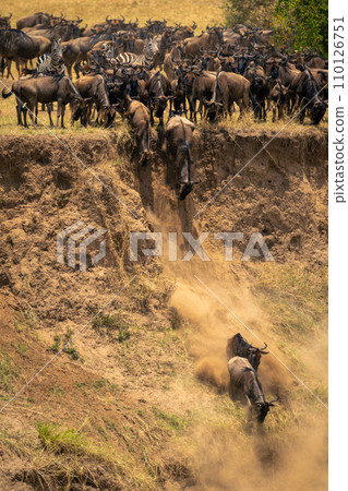 Blue wildebeest jump down cliff in dust 110126751