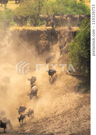 Blue wildebeest jump down cliff towards river Blue wildebeest jump down cliff towards river 110126753