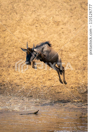 Blue wildebeest jumps into stream in sunshine Blue wildebeest jumps into stream in sunshine 110126777