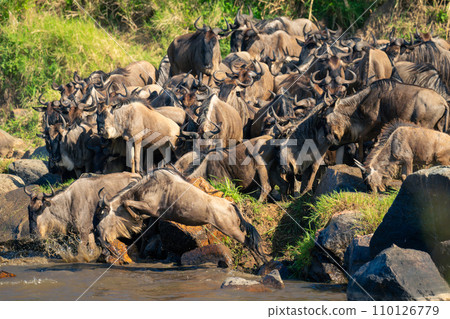 Blue wildebeest jumps into water with herd 110126779
