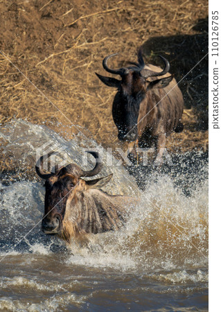 Blue wildebeest lands in river causing splash 110126785