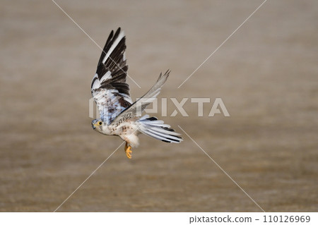 極為罕見的白色紅隼 極為罕見的白色紅隼 110126969