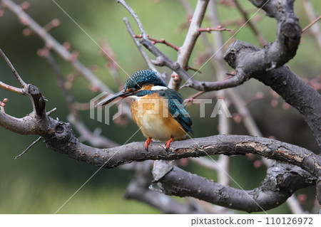 Kingfisher aiming for prey Kingfisher aiming for prey 110126972