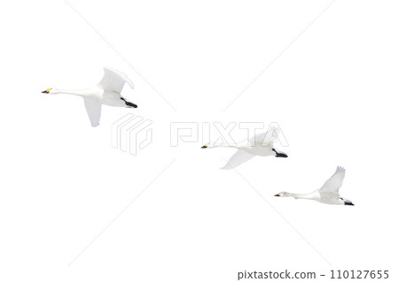 天鵝編隊飛行(透明背景PNG藝術材料) 天鵝編隊飛行(透明背景PNG藝術材料) 110127655