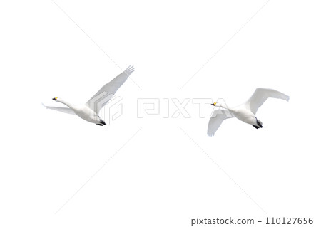 Swan formation flight (PNG art material with transparent background) Swan formation flight (PNG art material with transparent background) 110127656