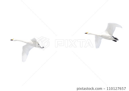 Swan formation flight (PNG art material with transparent background) Swan formation flight (PNG art material with transparent background) 110127657