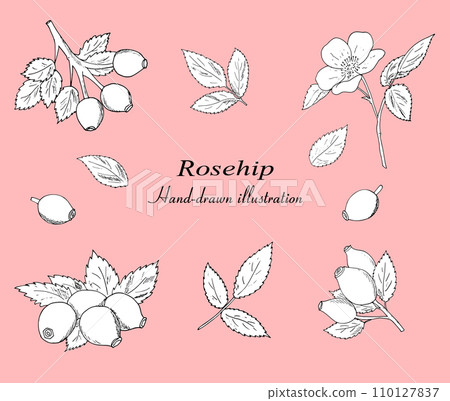 Hand-drawn rosehip berries with leaves vector set. Botanical illustration, black outline isolated on a white background. 110127837