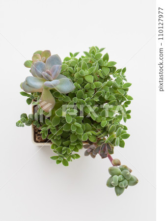 Small Crassula Ernestii, graptopetalum and pachyphytum top view on white background 110127977