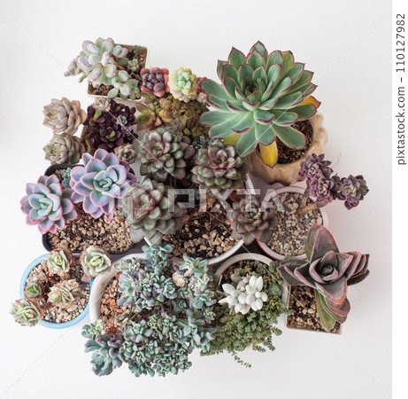 Rare Succulent plant collection. Eheveria, Sedum, Crassula, Pachyveria houseplant flowers top view Rare Succulent plant collection. Eheveria, Sedum, Crassula, Pachyveria houseplant flowers top view 110127982
