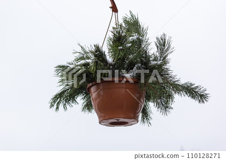 Green pine branches with needles in a clay hanging basket-planter on a white background Green pine branches with needles in a clay hanging basket-planter on a white background 110128271
