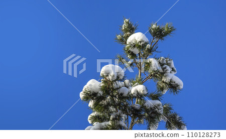 Pine branch covered with thick snow against blue sky Pine branch covered with thick snow against blue sky 110128273