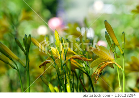 beautiflul yellow lily in the garden with insect flying, slow motion natural background The famous gardens of Butchert on Victoria Island. Canada. The Butchart Gardens 110128294