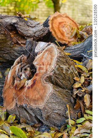 Pile of chopped firewood in the forest. 110128500