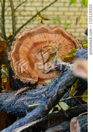 Pile of chopped firewood in the forest. 110128503