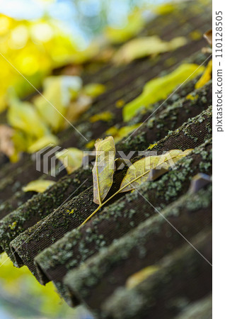An old roof overgrown with moss and fallen leaves. 110128505
