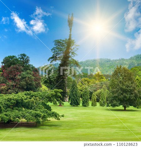Botanical garden with rare exotic trees. 110128623