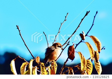 A shrike involuntarily inflates its body in the cold winter monsoon wind 110128825