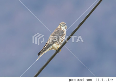 Kochogenbow粘在電線上 110129126