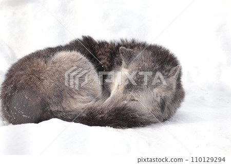 Wildlife 110129294