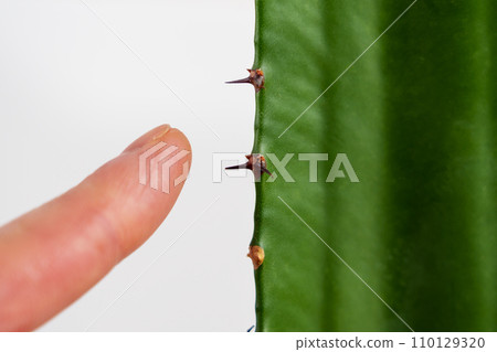 Contact between finger skin and prickly cactus thorn closeup. Exploration and curiosity concept 110129320