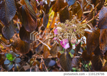 Hydrangea is still beautiful even when it dies Hydrangea is still beautiful even when it dies 110129786
