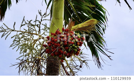 沖繩紅色水果檳榔 110129939