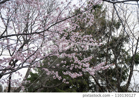 櫻花樹和鮮花 櫻花樹和鮮花 110130127