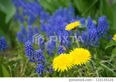 dandelions and flowers dandelions and flowers 110130128