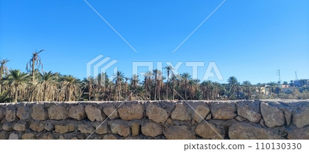Date palms in the oasis city of Tozeur Tunisia 110130330